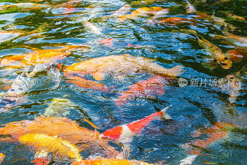 印度尼西亚巴厘岛的Tirta Empul temple carps。